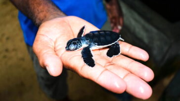 O amigurumi marinho mais fofo que você pode aprender hoje