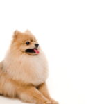Esse cachorrinho em crochê virou o xodó da decoração útil artesanal
