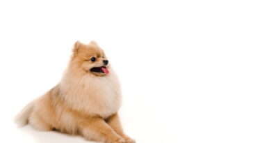 Esse cachorrinho em crochê virou o xodó da decoração útil artesanal