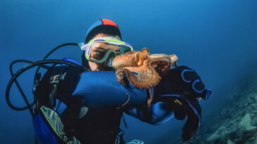 Aprenda a fazer um polvo em crochê que encanta adultos e crianças