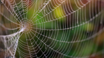 Essa luva com teia de aranha virou febre entre fãs de Halloween artesanal