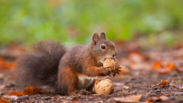 Amigurumi de esquilo em crochê, o passo a passo mais fácil e fofo que você verá