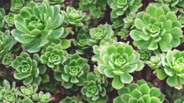 Essa almofada de crochê está encantando crocheteiras do Brasil todo