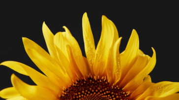 Esse varal de girassóis em crochê vai iluminar qualquer cantinho da sua casa