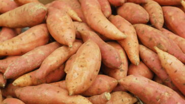 O tubérculo que oferece energia saúde e sabor em uma só refeição