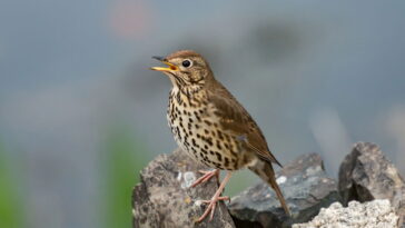 O canto que emociona o Brasil inteiro guarda um significado profundo