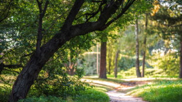As árvores favoritas dos brasileiros que fazem sombra sem dar trabalho