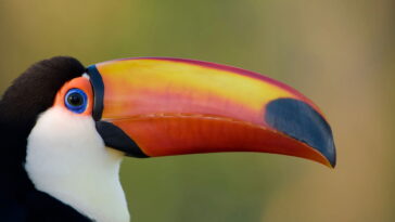 Essa peça tropical virou xodó entre crocheteiras experientes