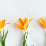 Jogo de banheiro com tulipas em crochê, um passo a passo completo para iniciantes