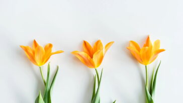 Jogo de banheiro com tulipas em crochê, um passo a passo completo para iniciantes