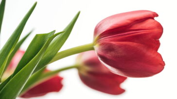 O porta joias em crochê mais encantador com borda de tulipas