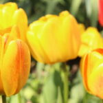 Essa técnica simples está mudando a forma de plantar tulipas em casa