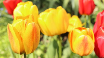 Essa técnica simples está mudando a forma de plantar tulipas em casa