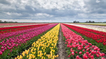 Jogo de banheiro com tulipas em crochê, um passo a passo completo para iniciantes