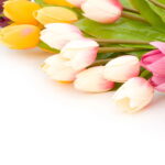 Esse porta toalhas com tulipas virou o queridinho das cozinhas e banheiros