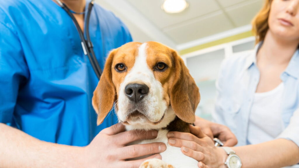 5 alimentos proibidos para cachorros e seus riscos à saúde