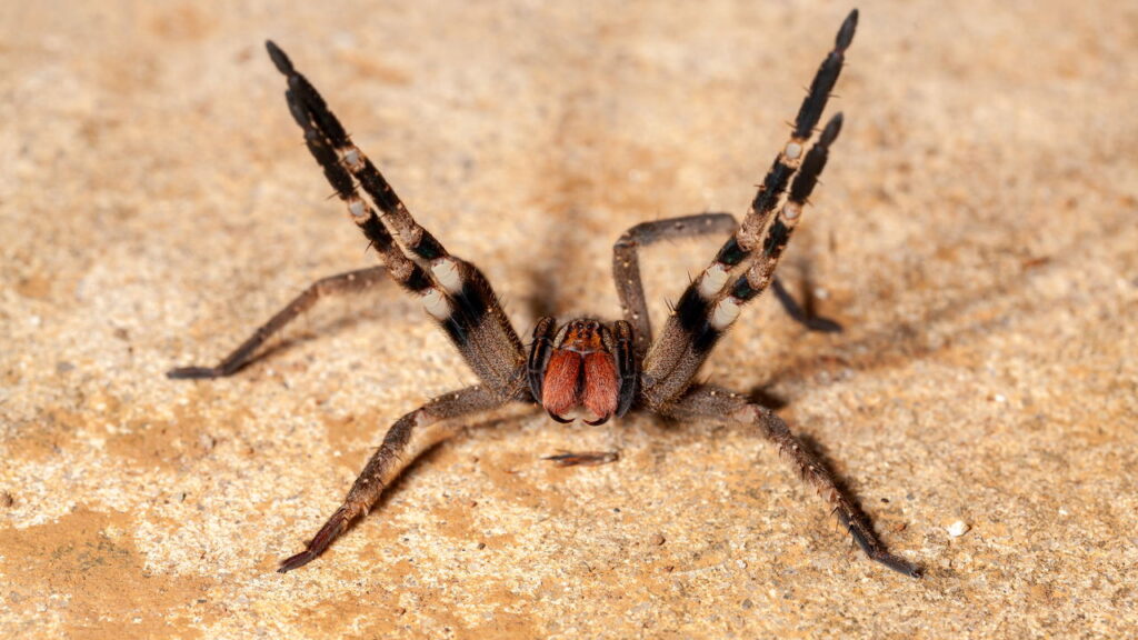 A aranha mais perigosa do Brasil pode estar no seu quintal, conheça este animal curioso