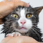 Gatos e água têm uma relação mais complexa do que parece segundo especialistas