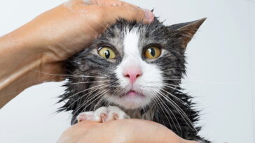 Gatos e água têm uma relação mais complexa do que parece segundo especialistas