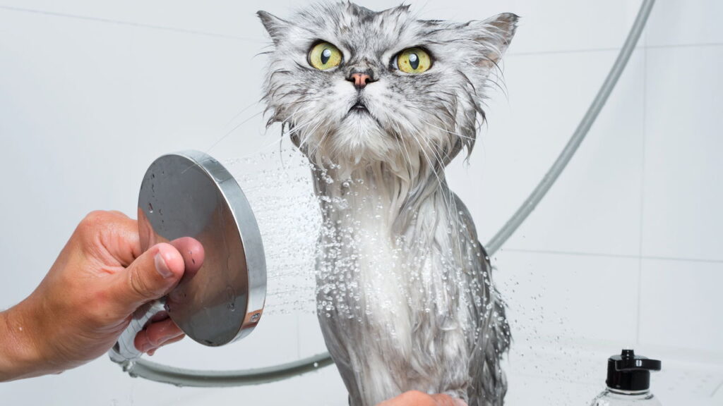 Gatos e água têm uma relação mais complexa do que parece segundo especialistas