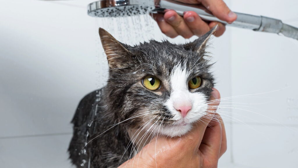 Gatos e água têm uma relação mais complexa do que parece segundo especialistas
