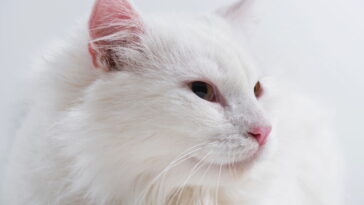 O modelo de crochê que está encantando quem ama pets e decoração