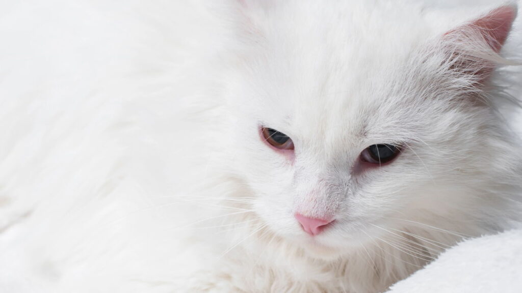 O modelo de crochê que está encantando quem ama pets e decoração