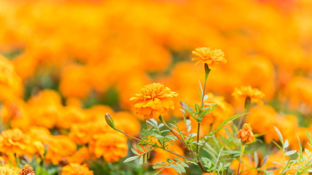 O que muda na sua casa quando você coloca flores amarelas nos pontos certos segundo o feng shui