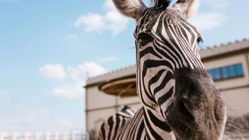 O amigurumi em crochê que está em alta nas decorações infantis
