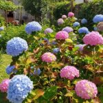 Hortênsias sofrem em climas quentes, exigem muita água e dão mais trabalho do que parecem