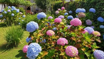 Hortênsias sofrem em climas quentes, exigem muita água e dão mais trabalho do que parecem
