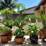 Outubro é o mês ideal para plantar a jade, símbolo de prosperidade e energia positiva em casa