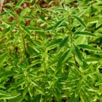 Essa plantinha deixa seu mate mais saboroso e ajuda na digestão