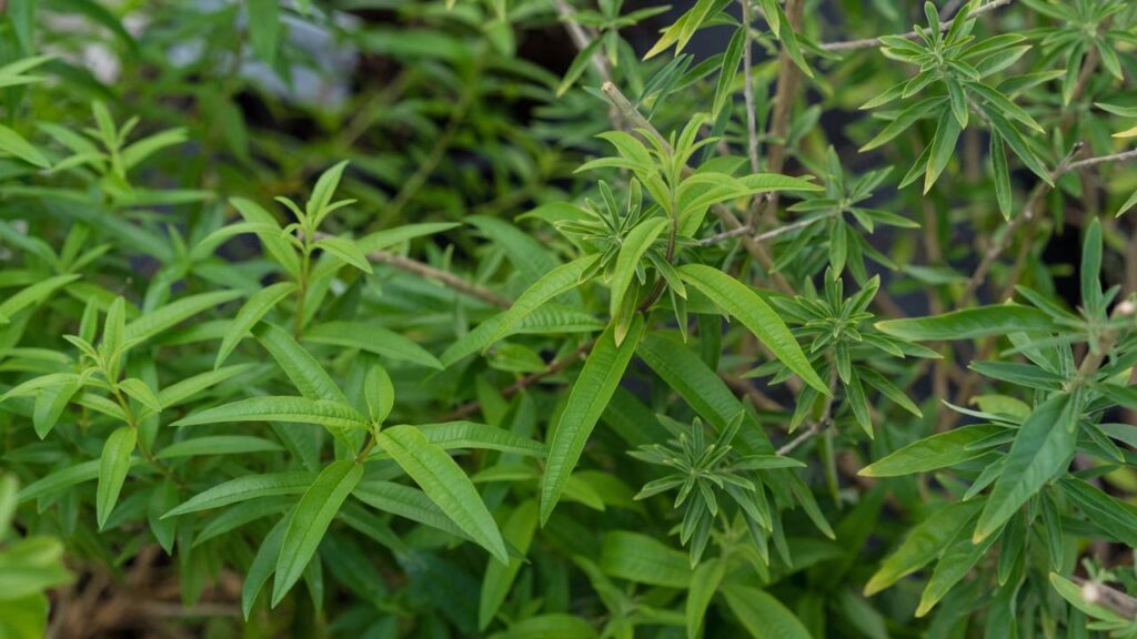 Essa plantinha deixa seu mate mais saboroso e ajuda na digestão
