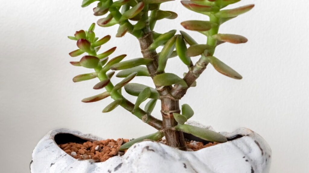 3 plantas que simbolizam fortuna e embelezam qualquer ambiente