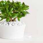 Plante isso em setembro e veja a energia da sua casa mudar