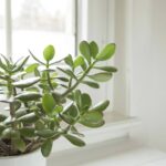 Plante isso em setembro e veja a energia da sua casa mudar