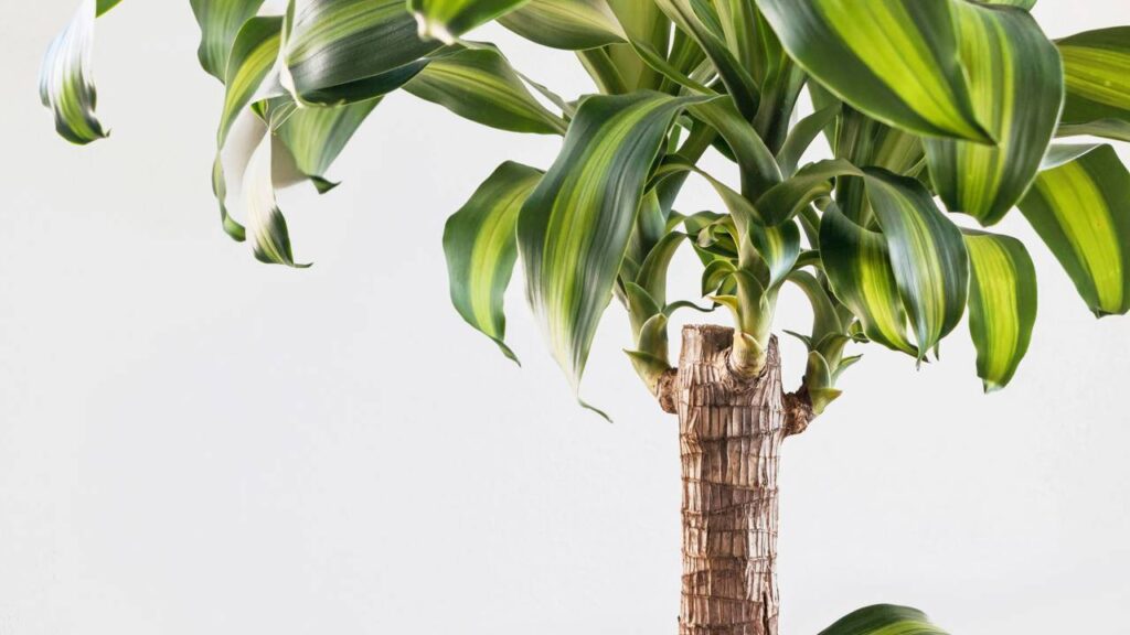 A dica mais ignorada que muda tudo no cultivo do palo-de-água