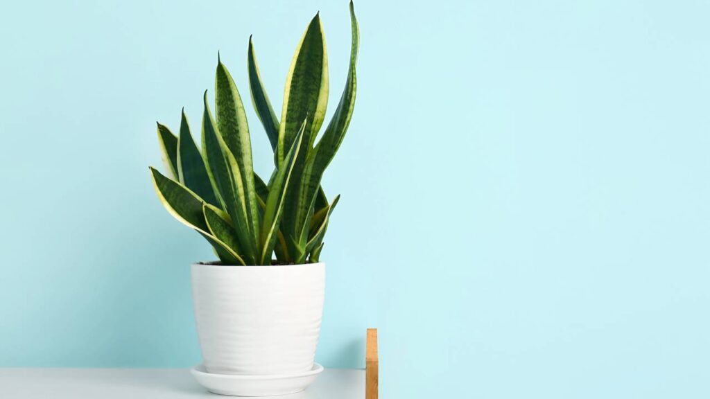 Adeus aos irrigadores, conheça o truque que manterá suas plantas úmidas por dias