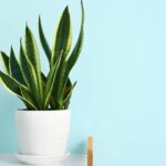 Adeus aos irrigadores, conheça o truque que manterá suas plantas úmidas por dias