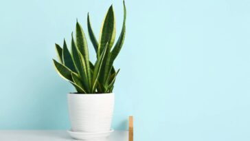 Adeus aos irrigadores, conheça o truque que manterá suas plantas úmidas por dias