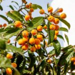 Essa árvore japonesa conquista espaço nos quintais e surpreende com seus frutos