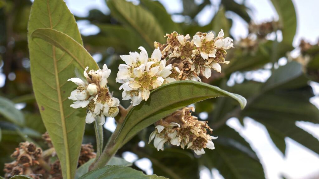 Essa árvore japonesa conquista espaço nos quintais e surpreende com seus frutos