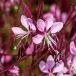 Essa flor delicada é o segredo de quem tem jardim florido o ano inteiro