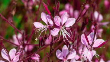 Essa flor delicada é o segredo de quem tem jardim florido o ano inteiro