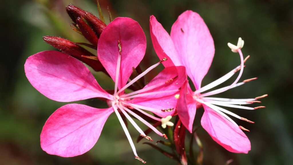 Essa flor delicada é o segredo de quem tem jardim florido o ano inteiro