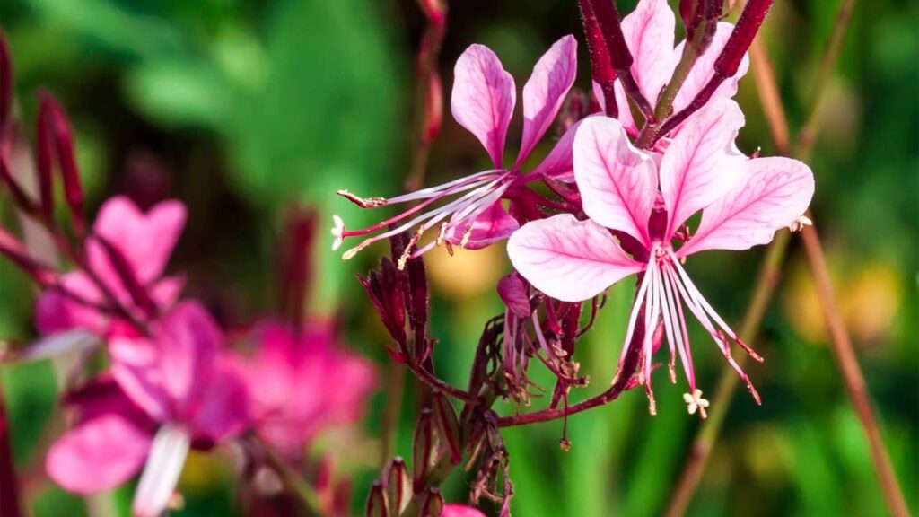 Essa flor delicada é o segredo de quem tem jardim florido o ano inteiro