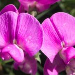 Transforme seu jardim com essa flor colorida e perfumada que exige poucos cuidados