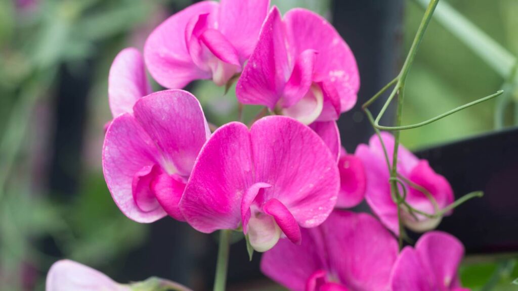 Transforme seu jardim com essa flor colorida e perfumada que exige poucos cuidados