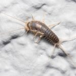 Esse bichinho silencioso está destruindo livros e roupas sem ninguém notar